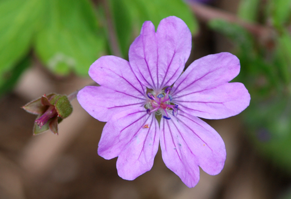 Geranium spp. a confronto (specie montane)